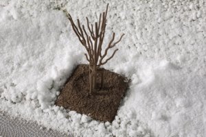 Auhagen Junge Bäume Winter H0 / TT / N