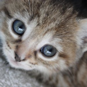 Katze
