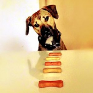 Hund