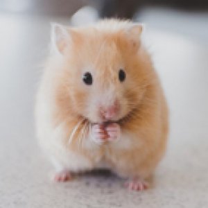 Nagertiere